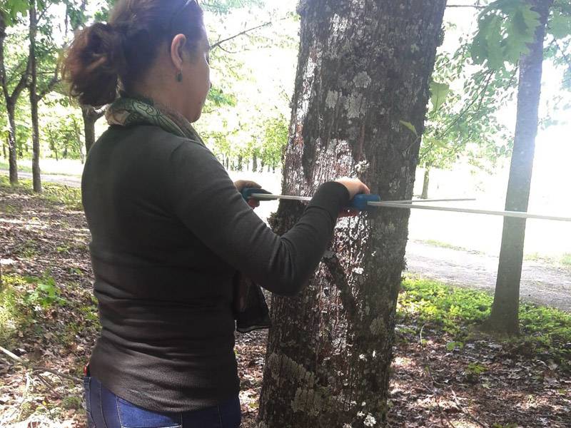 Avaliação de Propriedades Florestais - Medição de Árvores